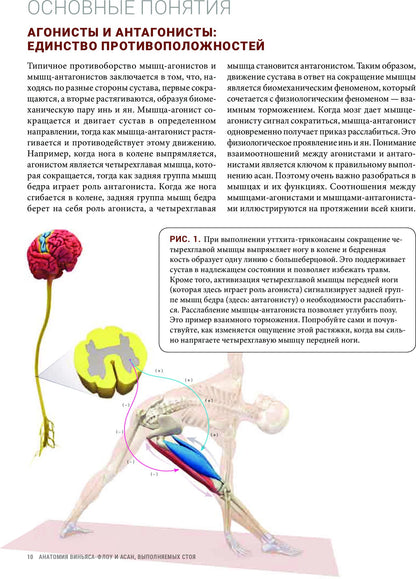 Анатомия виньяса-флоу и асан, выполняемых стоя