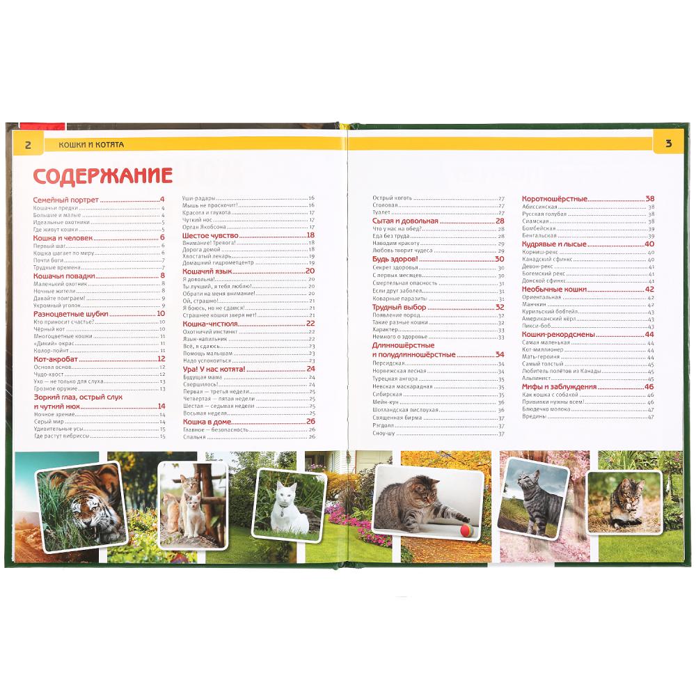 Кошки и котята. (Энциклопедия А4 с развивающими заданиями). 197х255 мм. 48 стр. Умка в кор.15шт