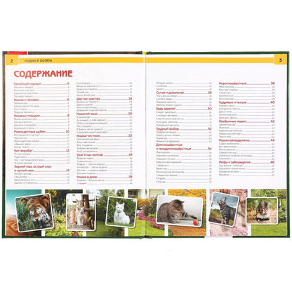 Кошки и котята. (Энциклопедия А4 с развивающими заданиями). 197х255 мм. 48 стр. Умка в кор.15шт