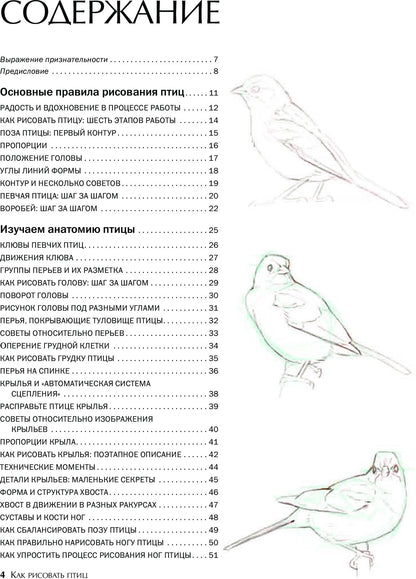 Как рисовать птиц