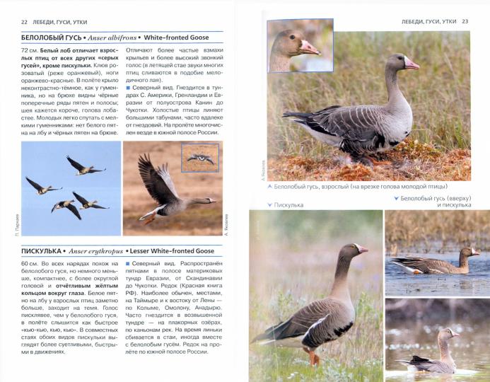 Птицы России. Фотоопределитель