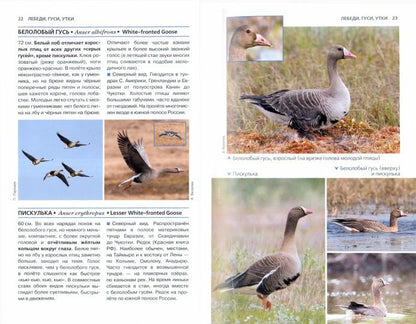 Птицы России. Фотоопределитель
