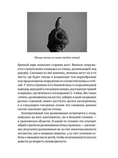 Пернатые многоженцы: Любовь, браки, измены и разводы в мире птиц