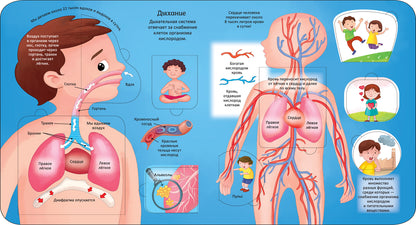 Тело человека. Энциклопедия с окошками