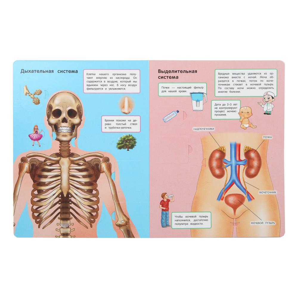 Тело человека. 50 окошек для малышей. 200х260 мм. 10 картонных страниц. Умка в кор.50шт