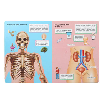 Тело человека. 50 окошек для малышей. 200х260 мм. 10 картонных страниц. Умка в кор.50шт
