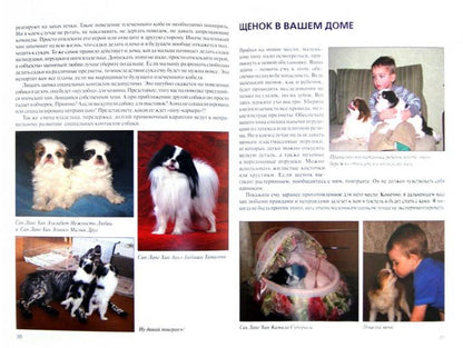 Японский хин. Содержание и уход