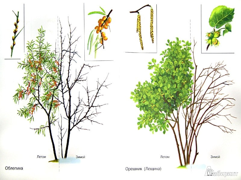 Кустарники в картинках [Нагл. пособие]
