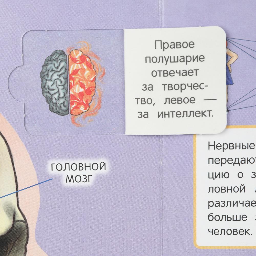 Тело человека. 50 окошек для малышей. 200х260 мм. 10 картонных страниц. Умка в кор.50шт