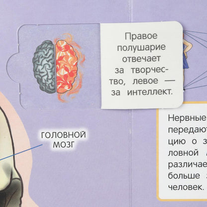 Тело человека. 50 окошек для малышей. 200х260 мм. 10 картонных страниц. Умка в кор.50шт