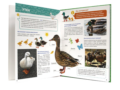 ПЕРВАЯ ДЕТСКАЯ ЭНЦИКЛОПЕДИЯ. ВСЁ О ЖИВОТНЫХ ФЕРМЫ МАЛЫШАМ