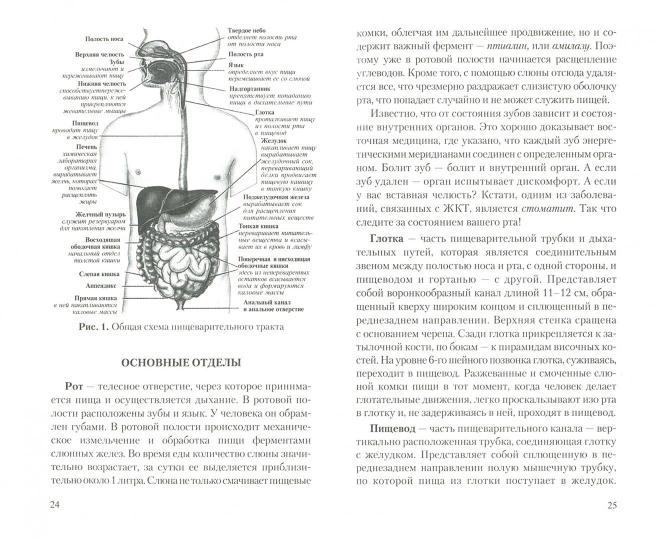 Желудочно - кишечный тракт: функции, болезни и оздоровление