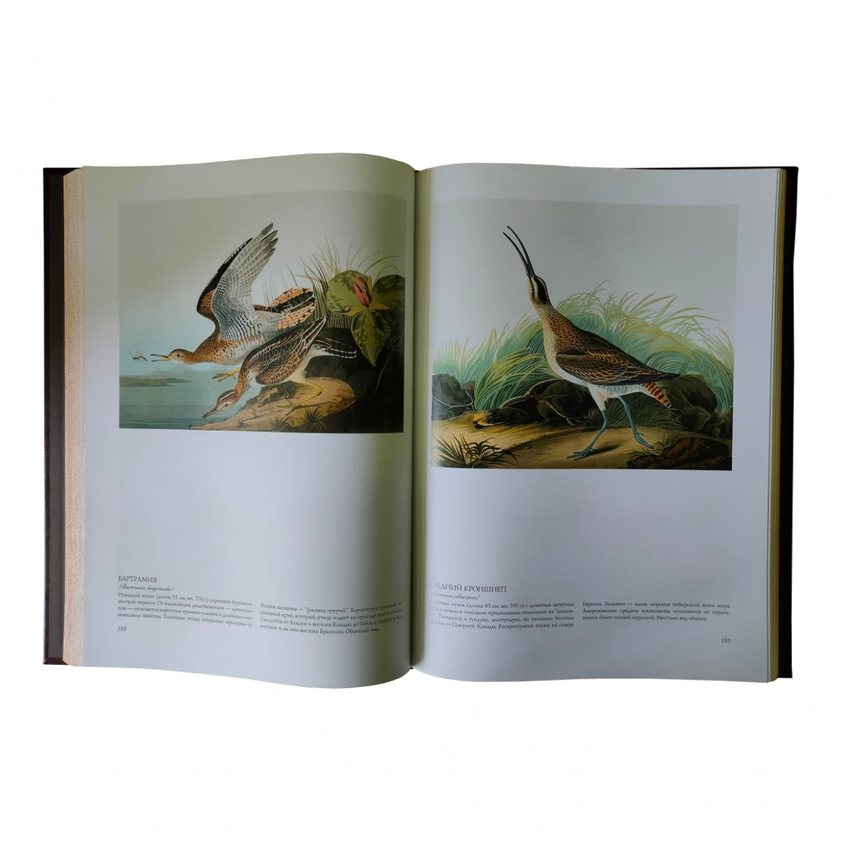 Птицы Америки