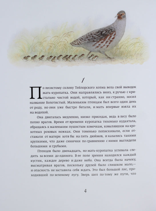 Класика в ілюстраціях: Красношейка (р)