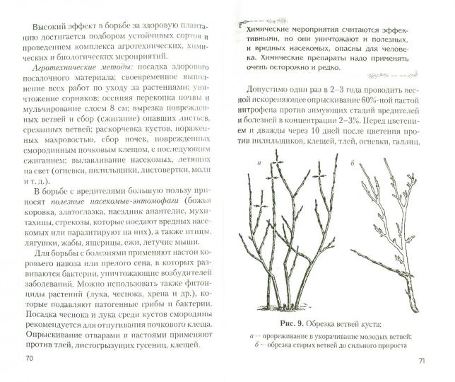 Всё о чёрной смородине. Экология XXI века