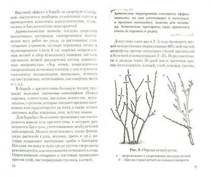 Всё о чёрной смородине. Экология XXI века