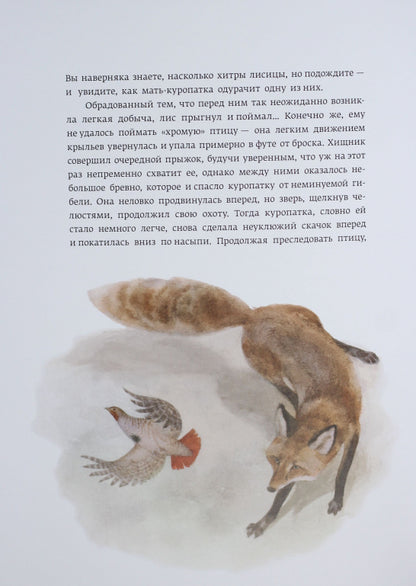 Класика в ілюстраціях: Красношейка (р)