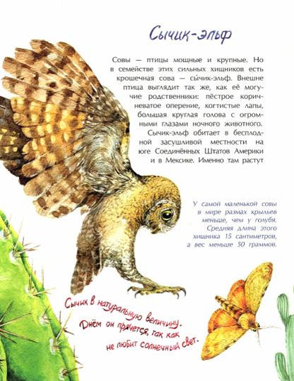 Птички-невелички. Кто на свете меньше всех?