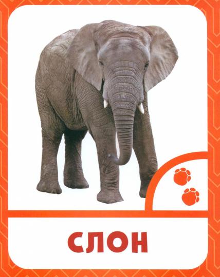 Животные жарких стран 0+