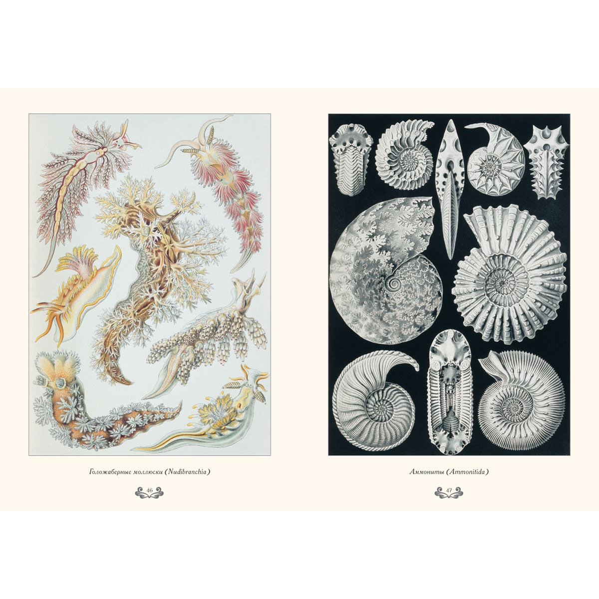 Красота формируется в природе. Иллюстрация Э. Геккель