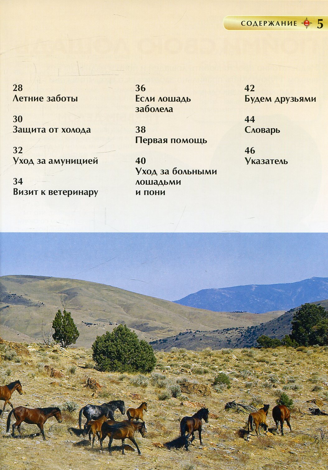 Лошади и пони. Детская энциклопедия