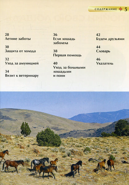 Лошади и пони. Детская энциклопедия