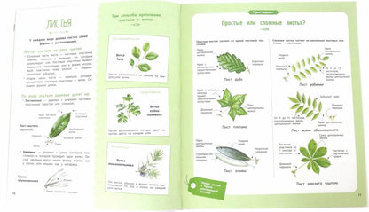 СТР.НонФикшн.Деревья и кустарники