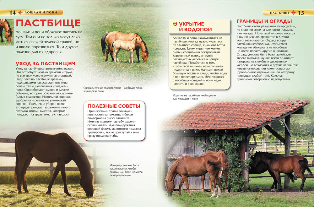 Лошади и пони. Детская энциклопедия