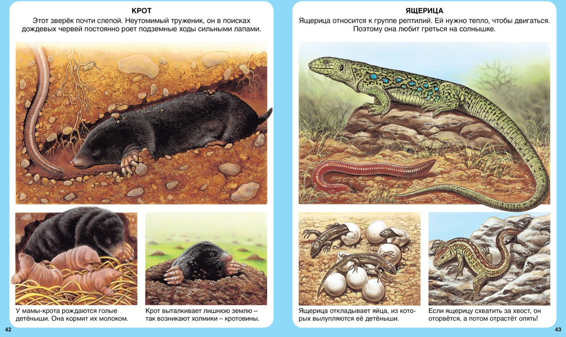 Животные (нов.оф.)