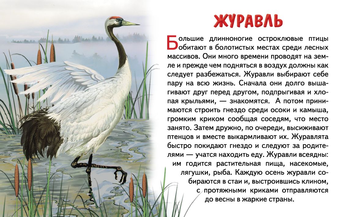 Карточки. Перелетные птицы России ; Карточки. Перелетные птицы России