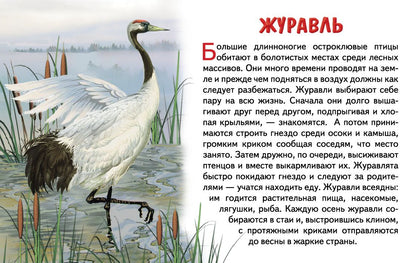 Карточки. Перелетные птицы России ; Карточки. Перелетные птицы России