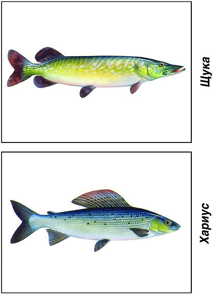 Игра Рыбы морские и пресноводные Д-283 (Весна-дизайн)