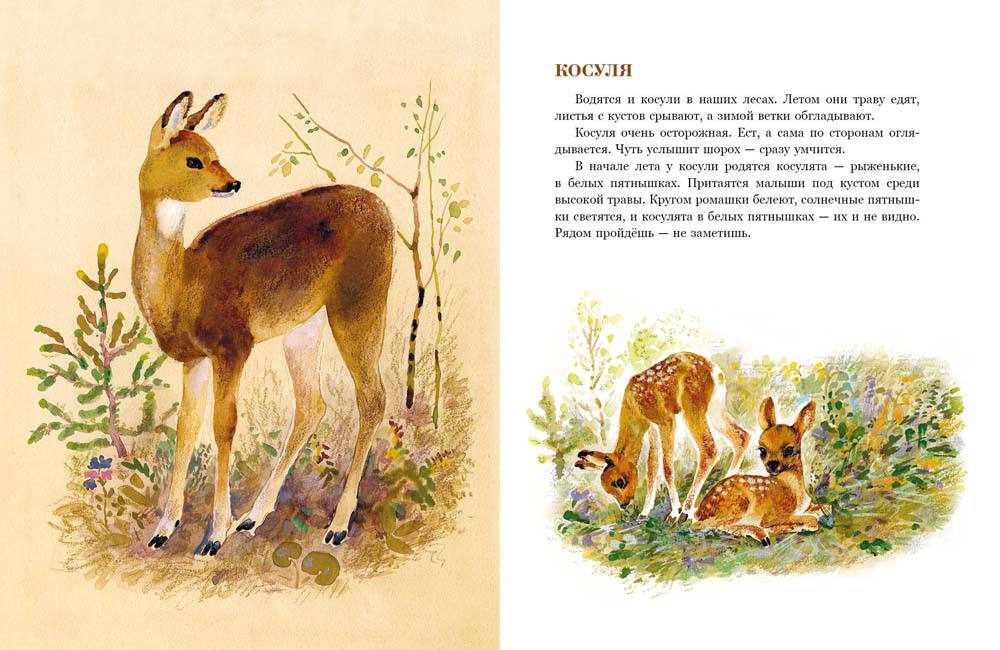 В нашем лесу.: Рассказы В.В. Чаплина. - (Любимая мамина книжка).
