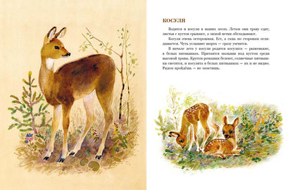В нашем лесу.: Рассказы В.В. Чаплина. - (Любимая мамина книжка).
