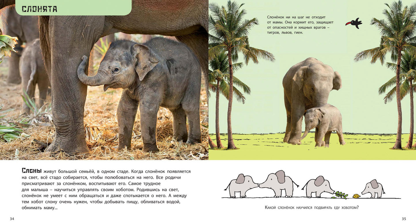 Это мой малыш! Детёныши разных животных (ожидается поступление)