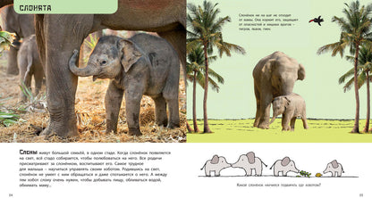 Это мой малыш! Детёныши разных животных (ожидается поступление)