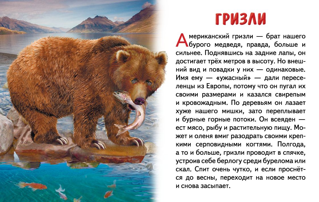 Карточки. Животные Северной Америки ; Карточки. Животные Северной Америки