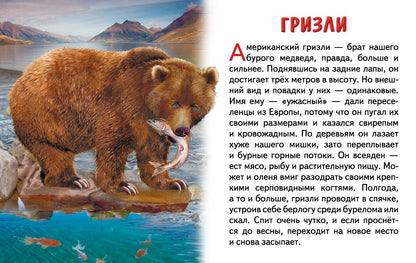 Карточки. Животные Северной Америки ; Карточки. Животные Северной Америки