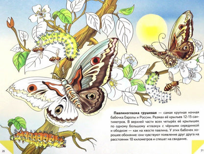 Самые красивые бабочки ; Самые красивые бабочки