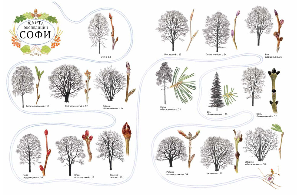 Софи в мире деревьев