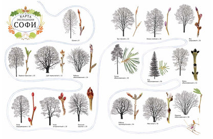 Софи в мире деревьев