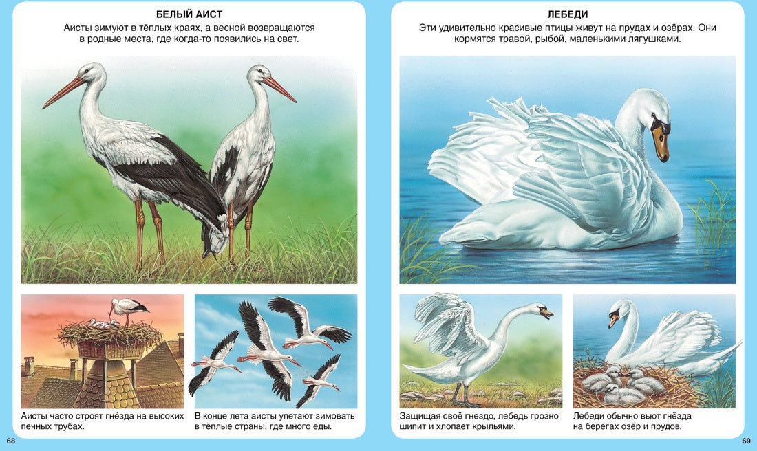 Животные (нов.оф.)