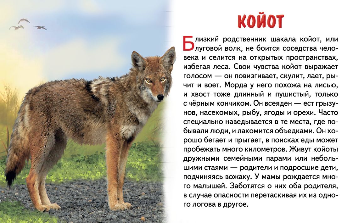 Карточки (европодвес). Животные Северной Америки ; Карточки (европодвес). Животные Северной Америки