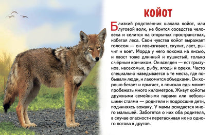 Карточки. Животные Северной Америки ; Карточки. Животные Северной Америки