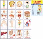 Дем. картинки СУПЕР Тело человека. 16 раздаточных карточек с текстом на обороте (учебно-методическое пособие с комплектом демонстрационного материала 63х87 мм, познавательное и речевое развитие)