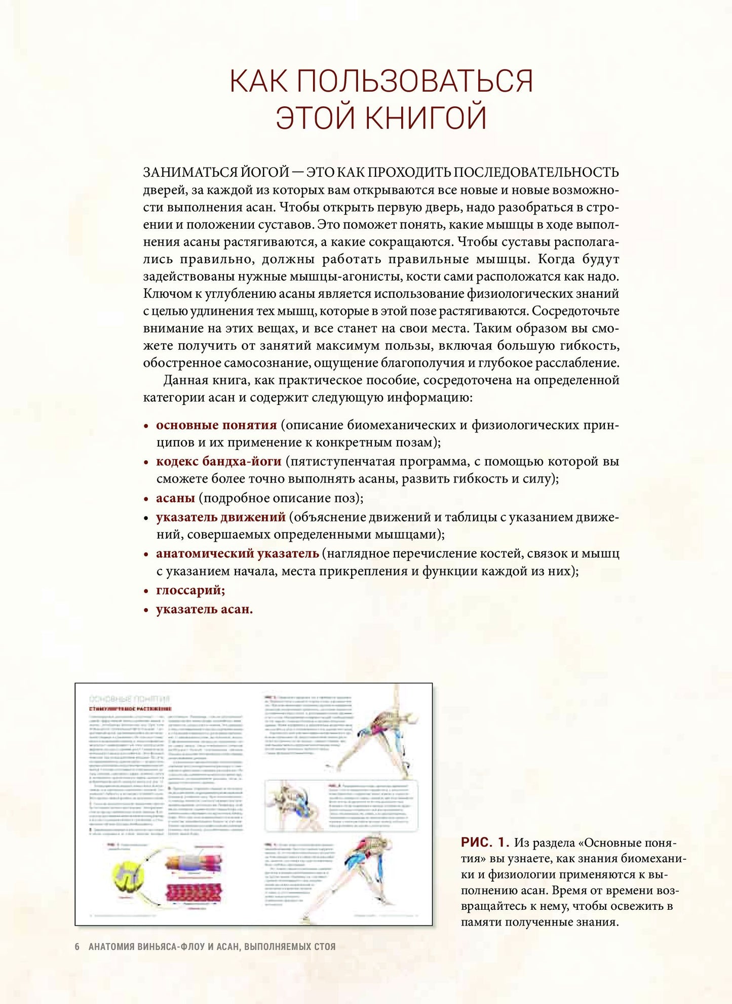 Анатомия виньяса-флоу и асан, выполняемых стоя