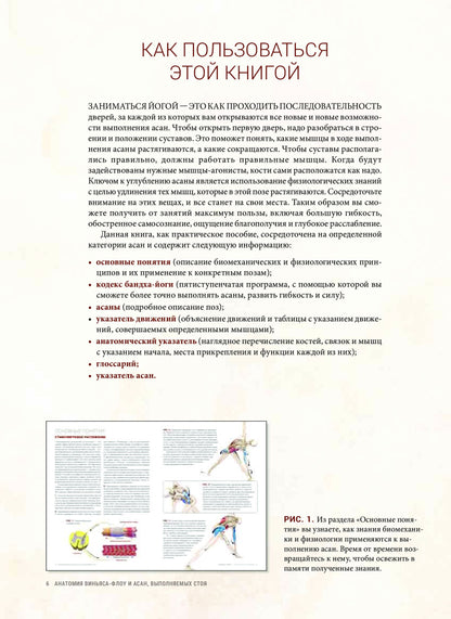 Анатомия виньяса-флоу и асан, выполняемых стоя