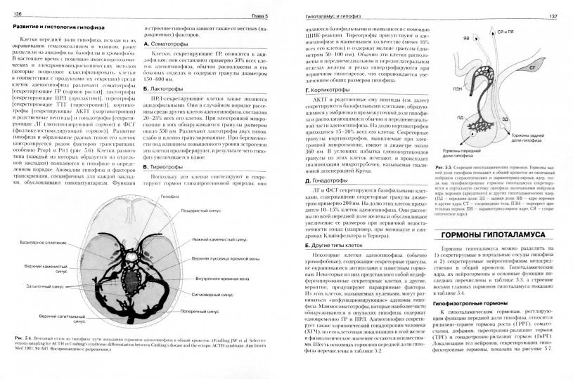 Базисная и клиническая эндокринология. Книга 1