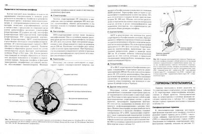 Базисная и клиническая эндокринология. Книга 1