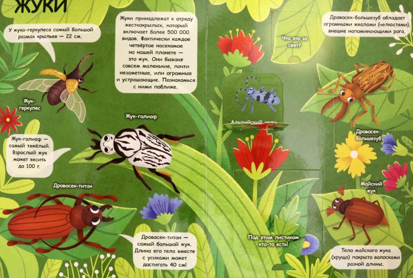 КНИЖКА С ОКОШКАМИ 235х315. НАСЕКОМЫЕ